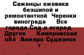 Саженцы ежевики безшипой и ремонтантной. Черенки винограда . - Все города Сад и огород » Другое   . Кемеровская обл.,Анжеро-Судженск г.